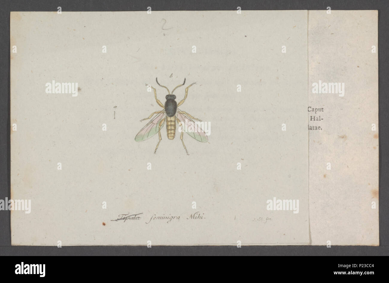 . Kend 166 Kend - Imprimer - Zoologica 2e moitié - Collections spéciales de l'Université d'Amsterdam - UBAINV0274 038 14 0010 Banque D'Images