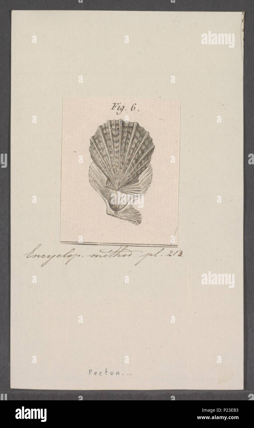 . Spec Pecten Pecten 219 spec. - - - - Imprimer 2e moitié Zoologica Collections spéciales de l'Université d'Amsterdam - UBAINV0274 075 01 0077 Banque D'Images