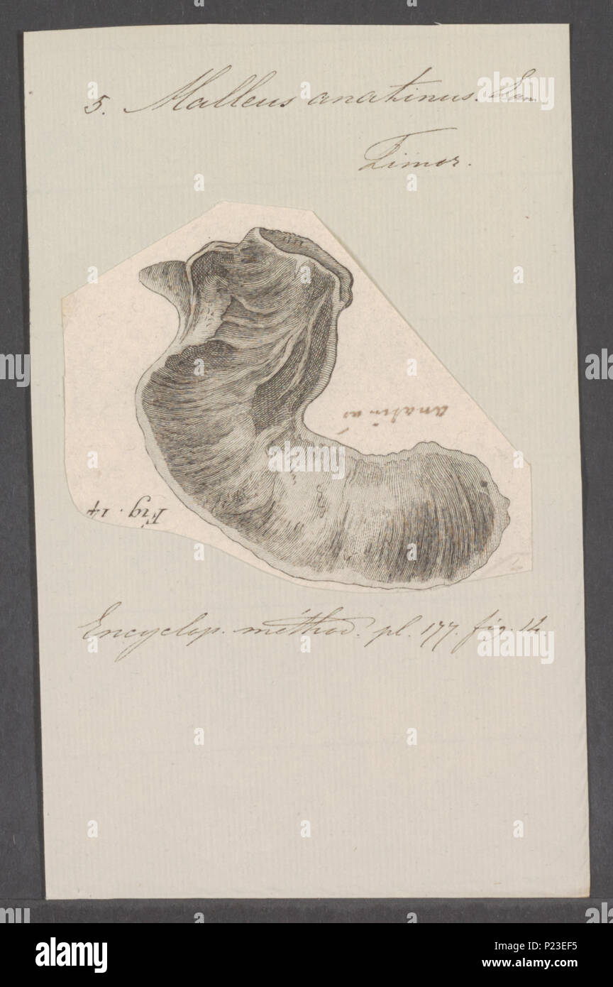 . Malleus anatinus 181 Malleus anatinus - - - - Imprimer 2e moitié Zoologica Collections spéciales de l'Université d'Amsterdam - UBAINV0274 075 09 0008 Banque D'Images