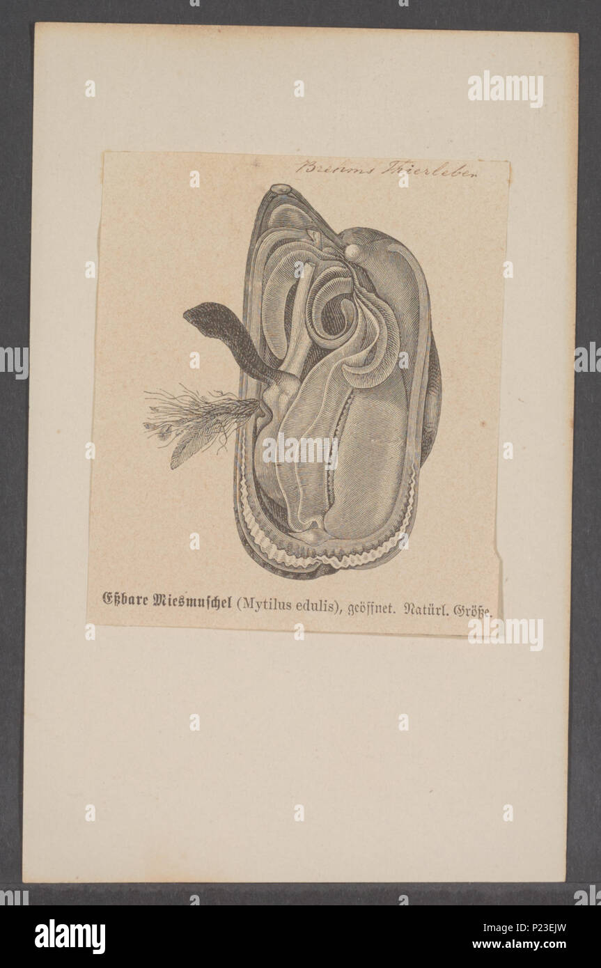 . Mytilus edulis 198 Mytilus edulis - - - - Imprimer 2e moitié Zoologica Collections spéciales de l'Université d'Amsterdam - UBAINV0274 076 01 0029 Banque D'Images