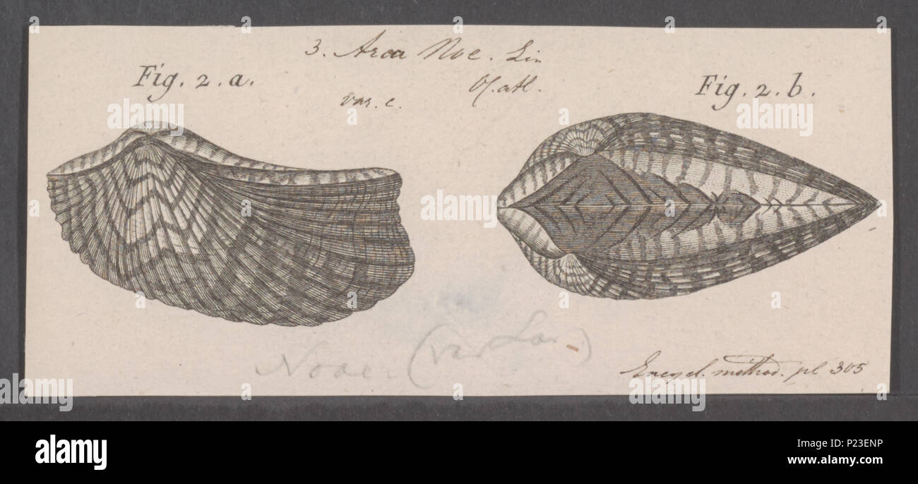 . Arca noe  =Arca arca Noe Deutschland noae 21 - - - - Imprimer 2e moitié Zoologica Collections spéciales de l'Université d'Amsterdam - UBAINV0274 076 04 0007 Banque D'Images
