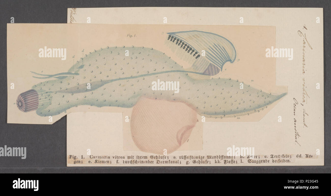 . Carinaria lamarcki lamarcki syn. C. vitrea vitrea Carinaria 52 - - - - Imprimer 2e moitié Zoologica Collections spéciales de l'Université d'Amsterdam - UBAINV0274 080 12 0011 Banque D'Images