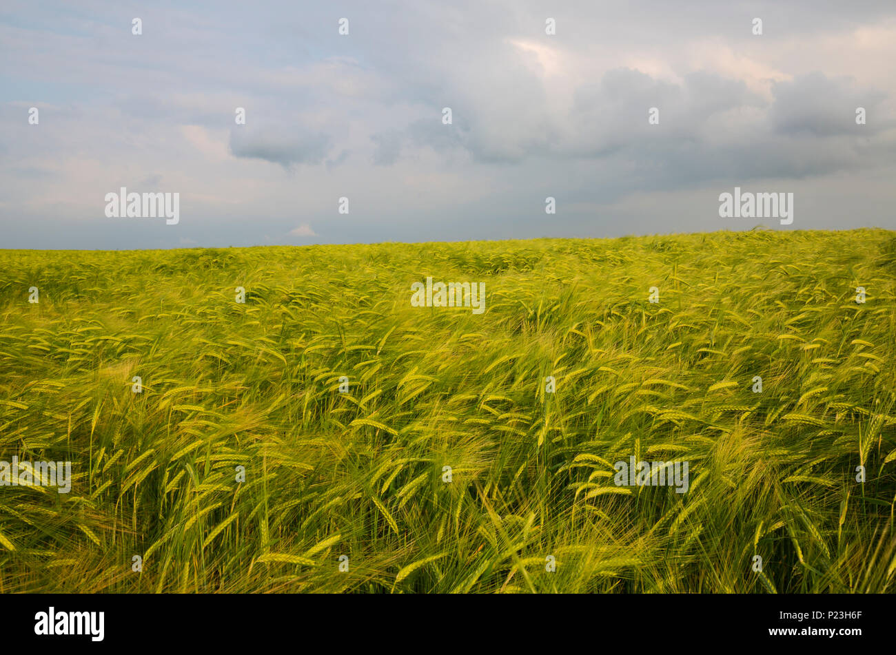 Domaine de l'orge dans l'East Cornwall Banque D'Images
