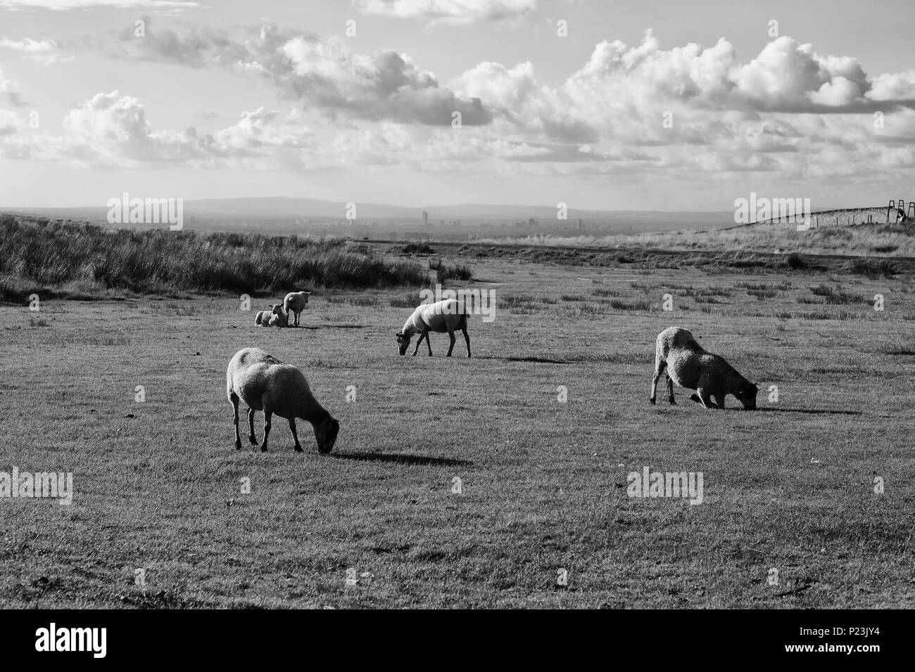 Les moutons à genoux sur une lande avec un ciel nuageux au-dessus Banque D'Images