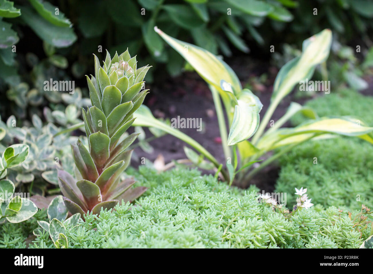 Photo de succulentes et autres plantes vertes. Close-up. Vue naturelle Banque D'Images