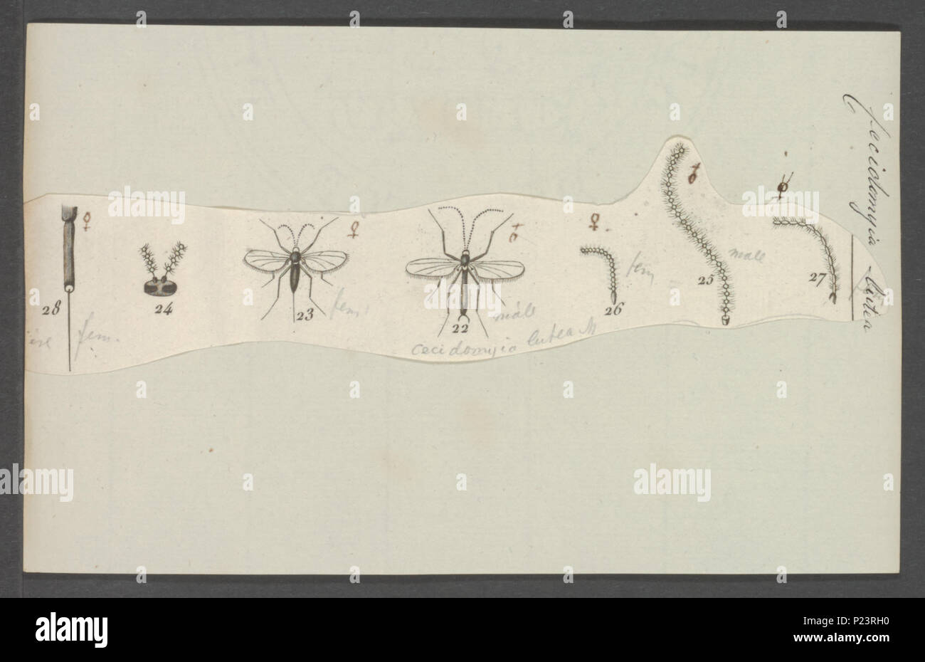 . 54 Cecidomyia Cecidomyia - Imprimer - Zoologica 2e moitié - Collections spéciales de l'Université d'Amsterdam - UBAINV0274 038 05 0002 Banque D'Images