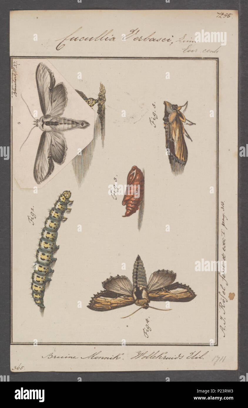 . 71 Cucullia Cucullia - Imprimer - Zoologica 2e moitié - Collections spéciales de l'Université d'Amsterdam - UBAINV0274 057 14 0004 Banque D'Images