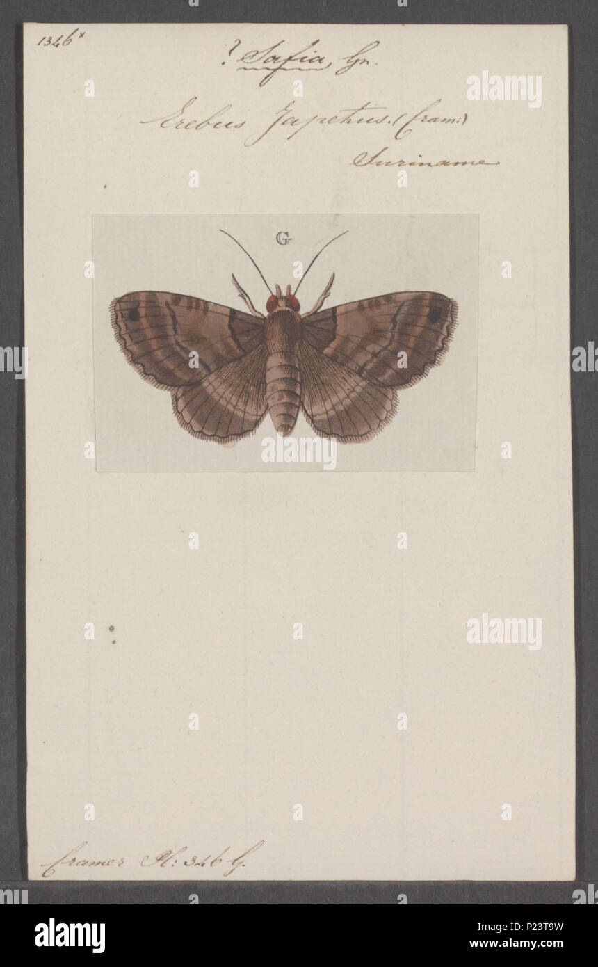 . Safia Safia 279 - Imprimer - Zoologica 2e moitié - Collections spéciales de l'Université d'Amsterdam - UBAINV0274 060 14 0003 Banque D'Images