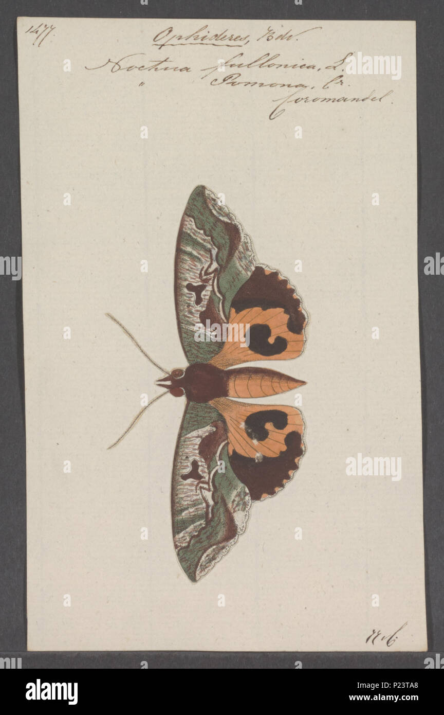 . 212 Ophideres Ophideres - Imprimer - Zoologica 2e moitié - Collections spéciales de l'Université d'Amsterdam - UBAINV0274 060 15 0008 Banque D'Images