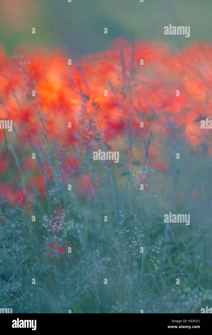 Des problèmes de mise au point des images de coquelicots rouges colorés pour un Monet simular peinture impressionniste. Banque D'Images
