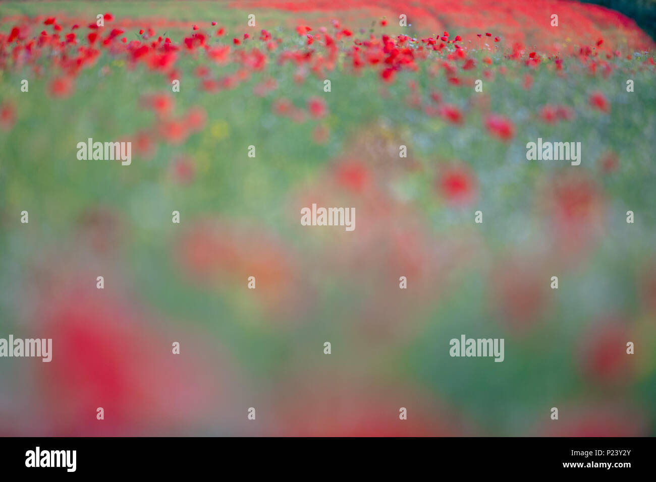 Des problèmes de mise au point des images de coquelicots rouges colorés pour un Monet simular peinture impressionniste. Banque D'Images