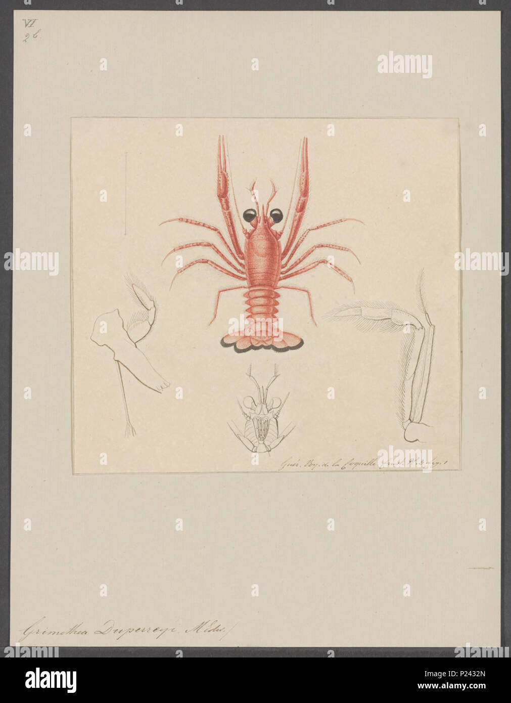 . Grimothea Grimothea duperreyi duperreyi - 142 - Imprimer - Collections spéciales - Zoologica 2e moitié de l'Université d'Amsterdam - UBAINV0274 096 14 0010 Banque D'Images