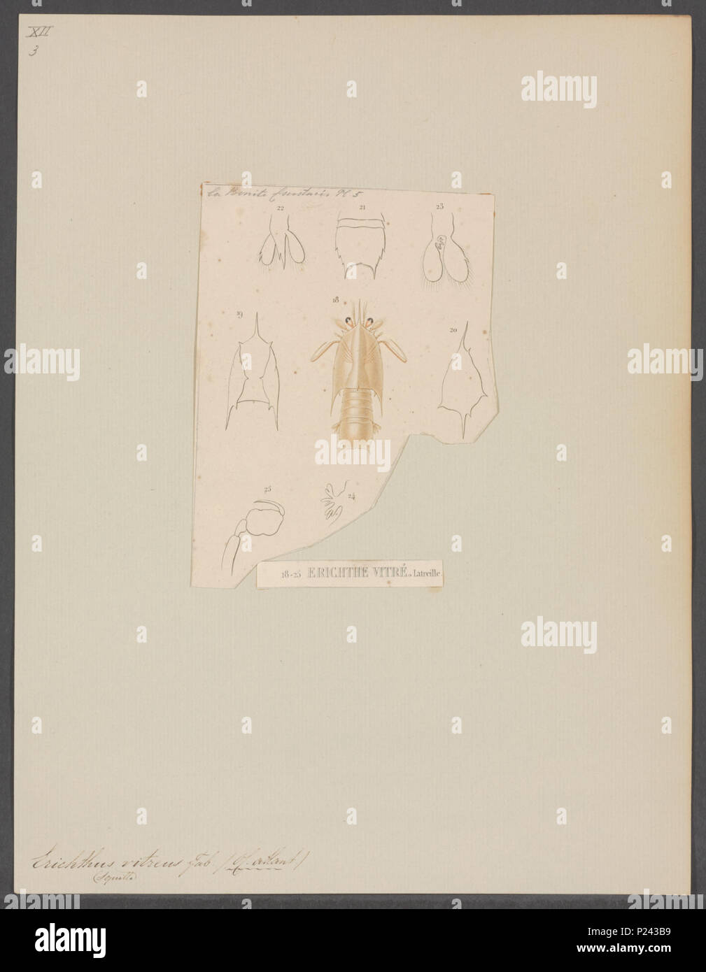 119 Erichthus vitreus - - - - Imprimer 2e moitié Zoologica Collections spéciales de l'Université d'Amsterdam - UBAINV0274 097 14 0005 Banque D'Images
