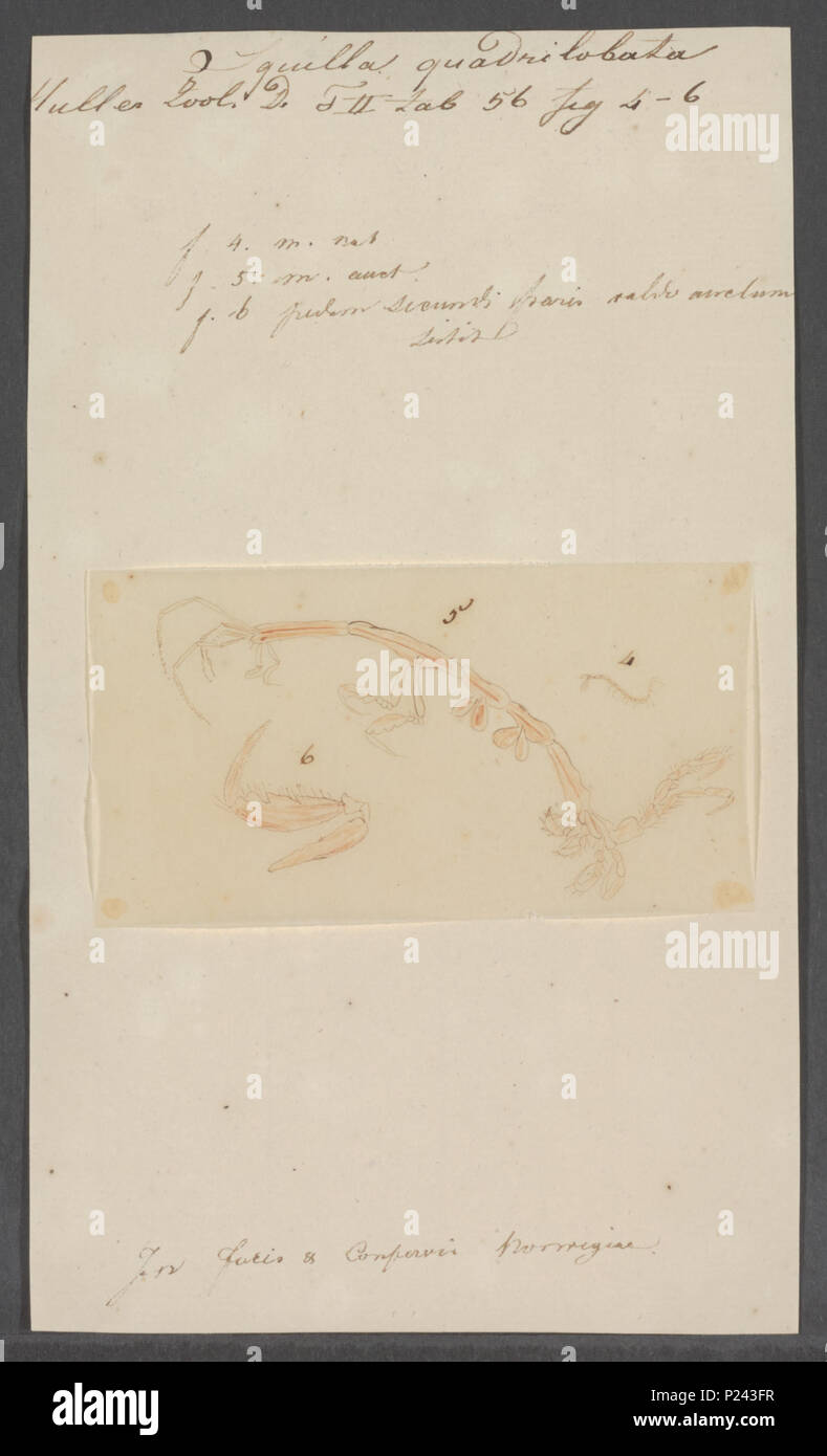 . Caprella linearis syn. Quadrilobata quadrilobata Squilla Squilla 296 - - Imprimer - Zoologica - Collections spéciales 2e moitié de l'Université d'Amsterdam - UBAINV0274 098 05 0011 Banque D'Images