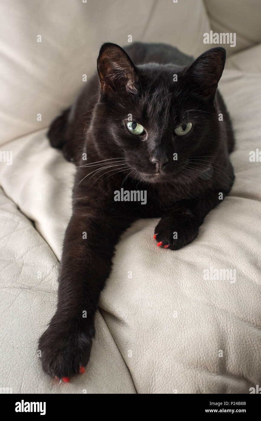 Chat Noir Avec Animaux En Colere Sur Un Canape En Cuir Photo Stock Alamy Chat Noir Avec Animaux En Colere Sur Un Canape En Cuir Photo Stock Alamy