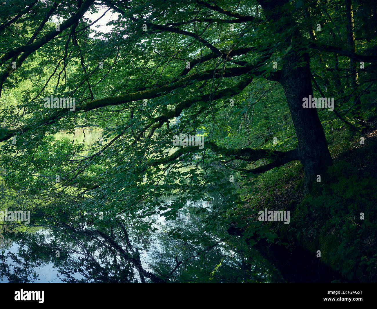 Branche d'un arbre qui pèsent sur l'eau avec la réflexion Banque D'Images