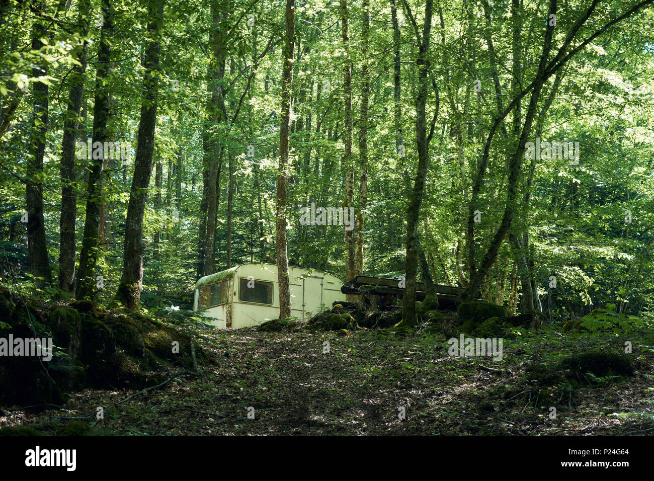 Caravanes dans une forêt avec de grands arbres et de la lumière du soleil Banque D'Images