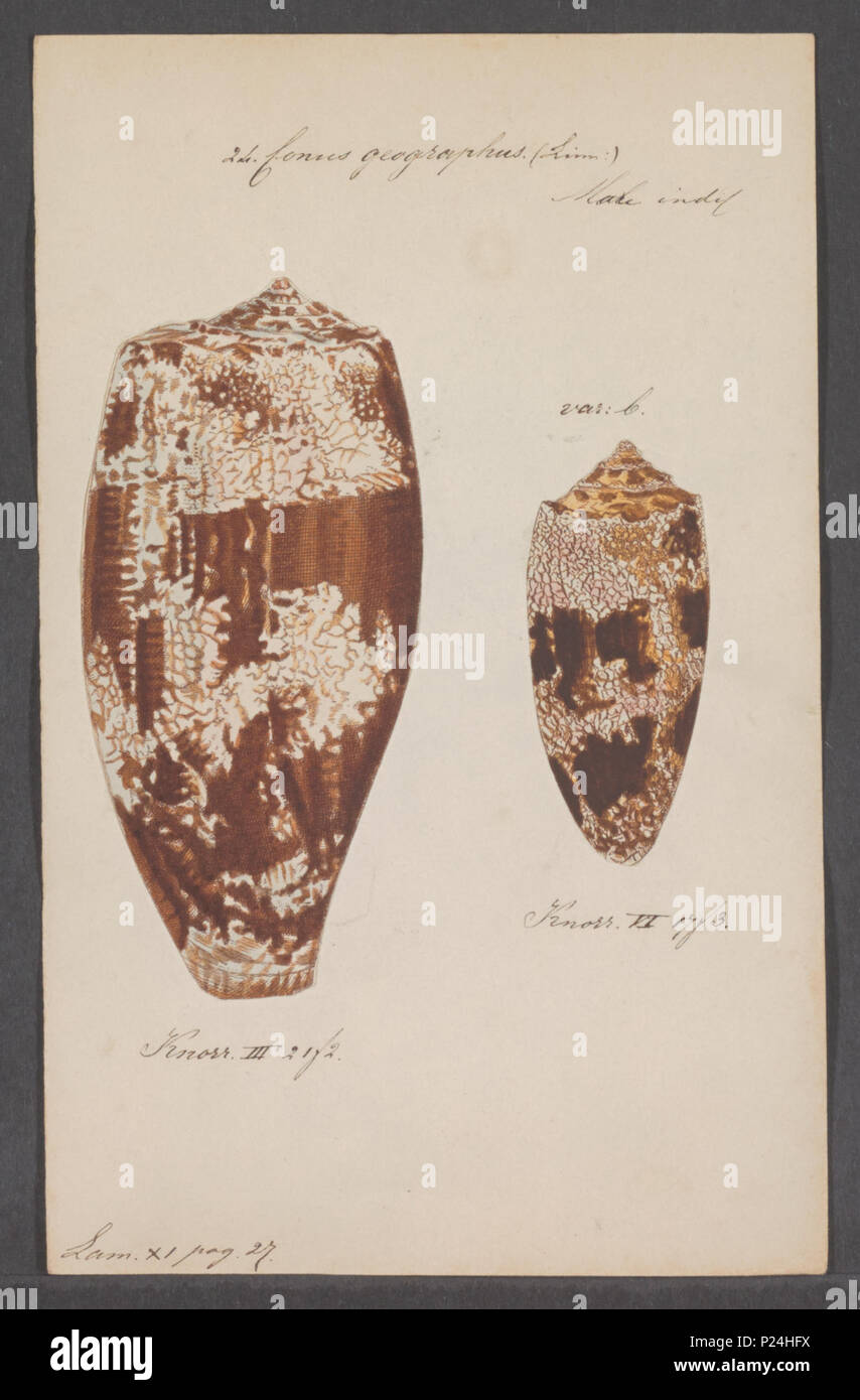 . Conus geographus Conus geographus 67 - - - - Imprimer 2e moitié Zoologica Collections spéciales de l'Université d'Amsterdam - UBAINV0274 085 10 0009 Banque D'Images