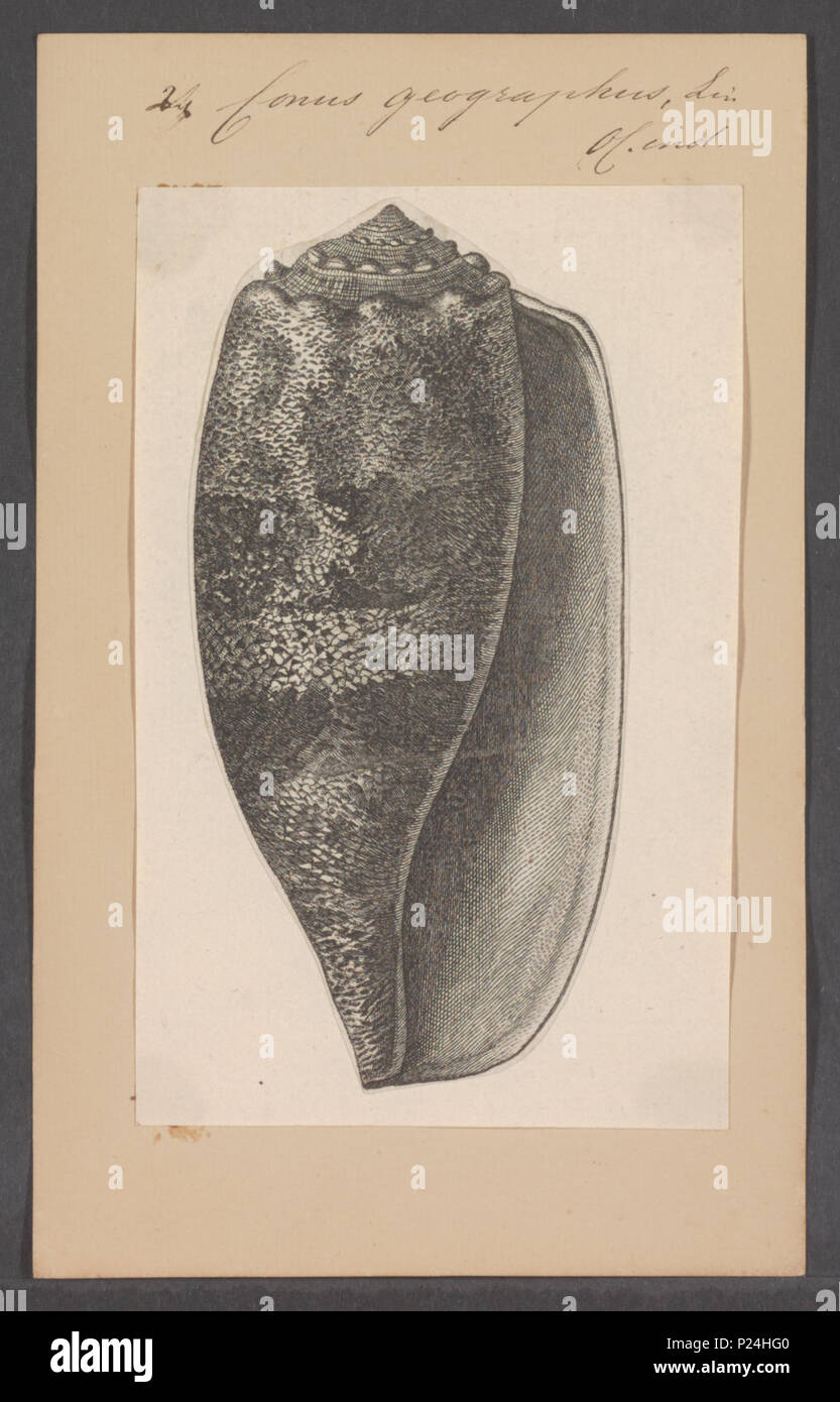 . Conus geographus Conus geographus 67 - - - - Imprimer 2e moitié Zoologica Collections spéciales de l'Université d'Amsterdam - UBAINV0274 085 10 0010 Banque D'Images