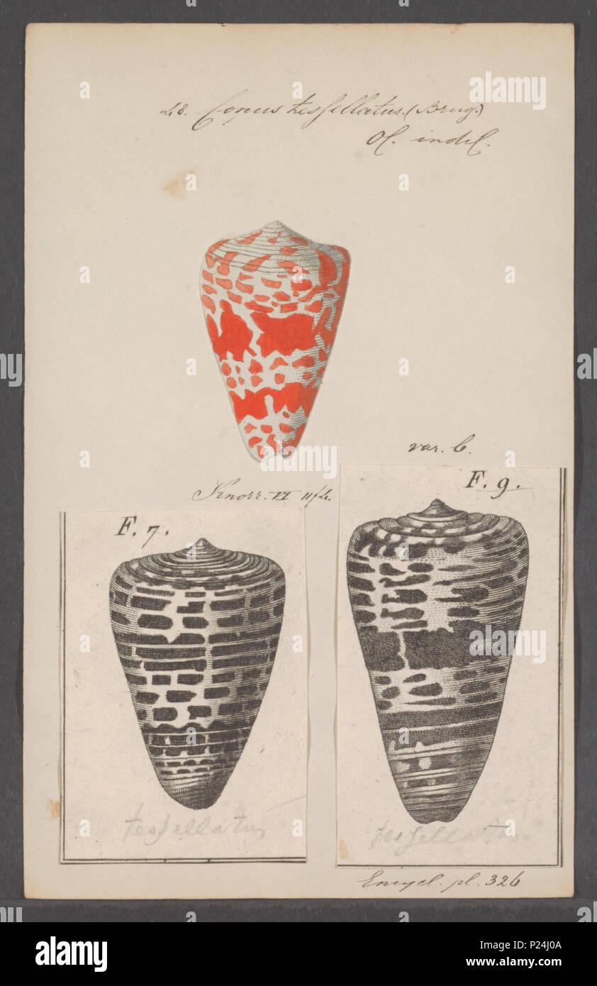 . Conus Conus tessellatus tessellatus 68 - - - - Imprimer 2e moitié Zoologica Collections spéciales de l'Université d'Amsterdam - UBAINV0274 086 02 0020 Banque D'Images