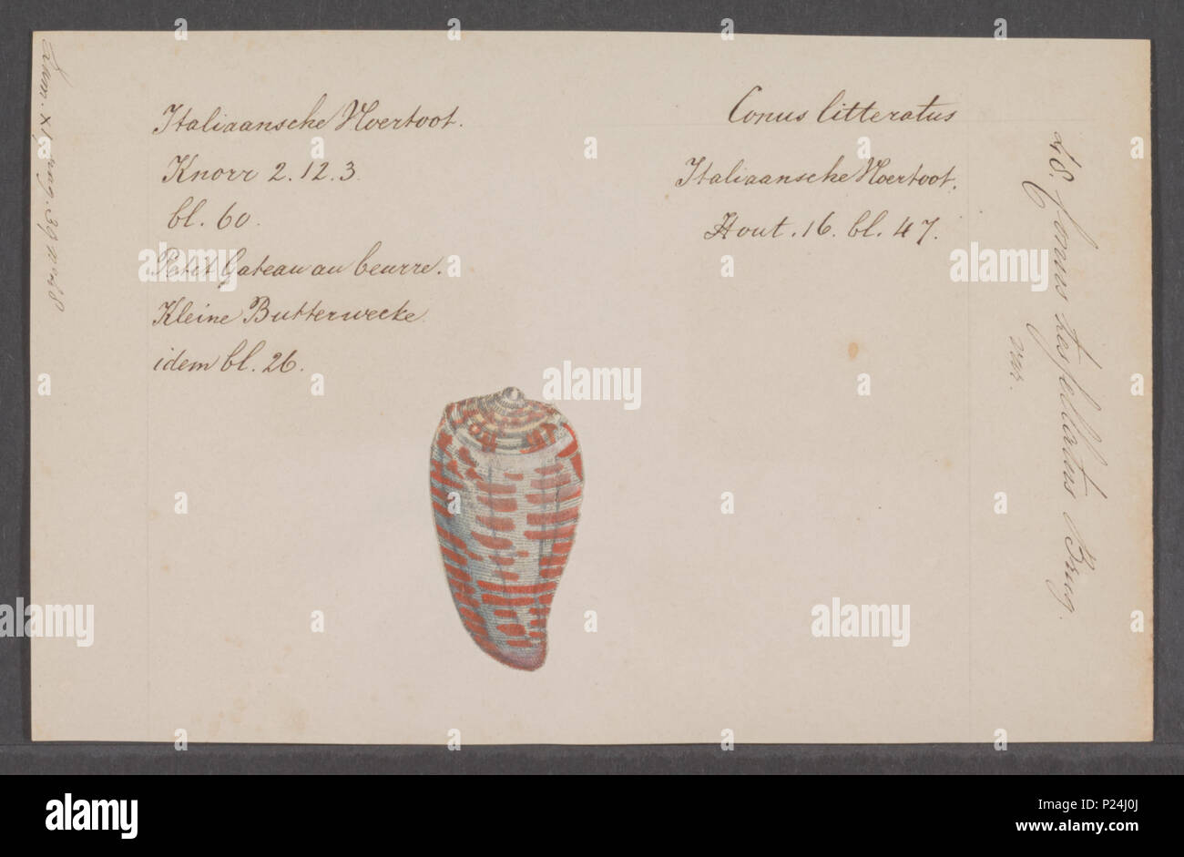 . Conus Conus tessellatus tessellatus 68 - - - - Imprimer 2e moitié Zoologica Collections spéciales de l'Université d'Amsterdam - UBAINV0274 086 02 0022 Banque D'Images
