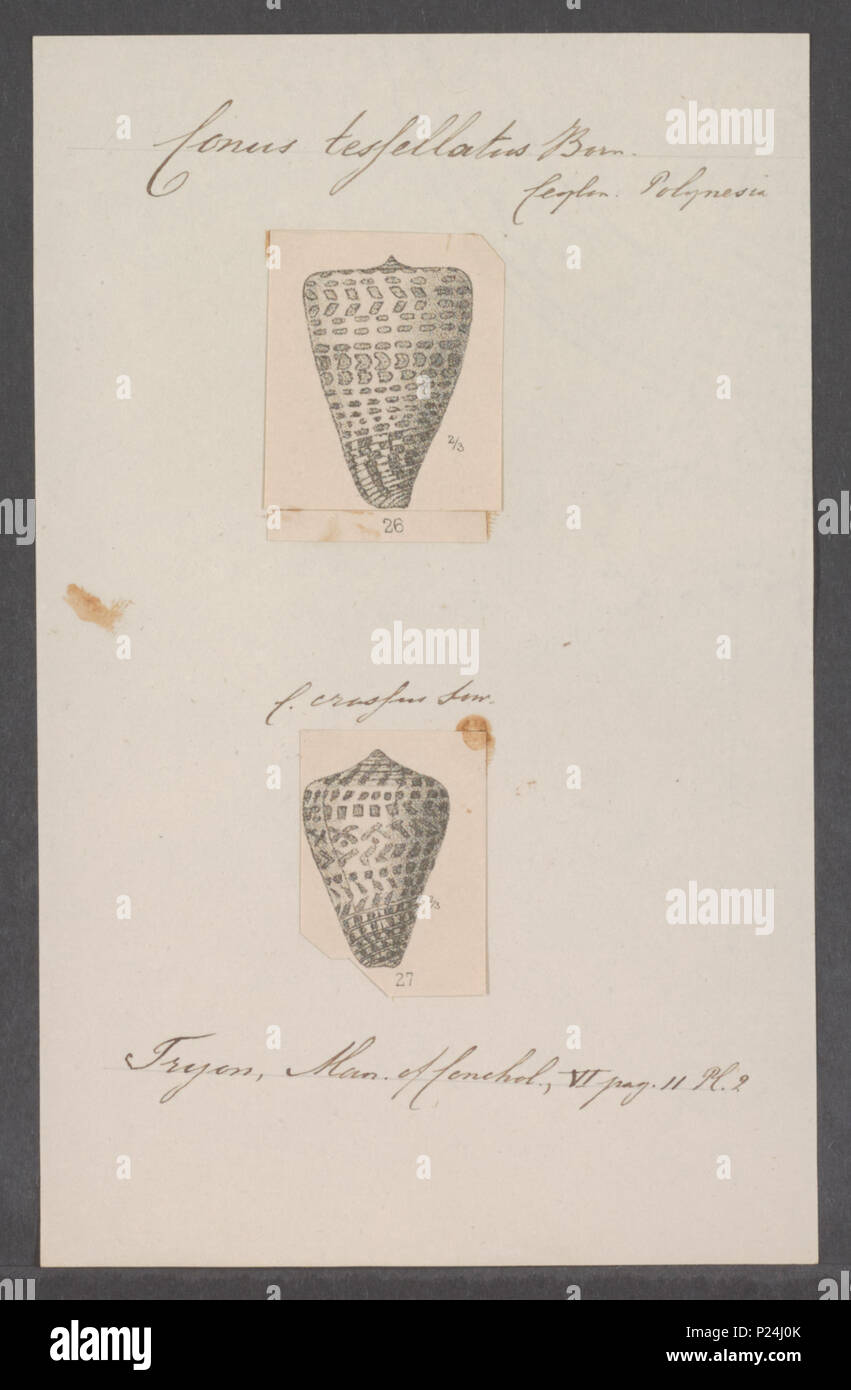 . Conus Conus tessellatus tessellatus 68 - - - - Imprimer 2e moitié Zoologica Collections spéciales de l'Université d'Amsterdam - UBAINV0274 086 02 0023 Banque D'Images