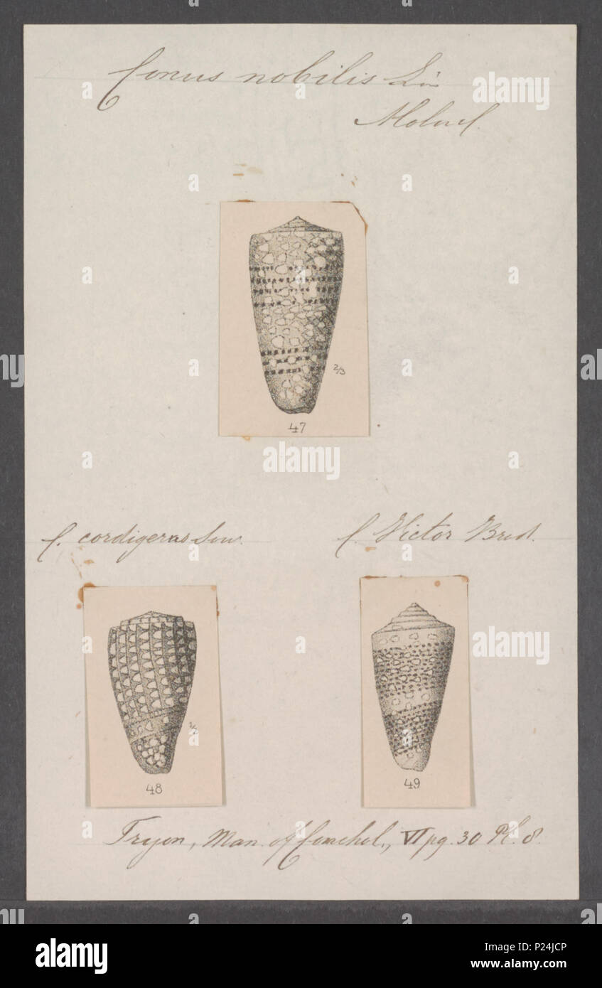. Nobulis nobulis Conus Conus 67 - - - - Imprimer 2e moitié Zoologica Collections spéciales de l'Université d'Amsterdam - UBAINV0274 086 07 0013 Banque D'Images