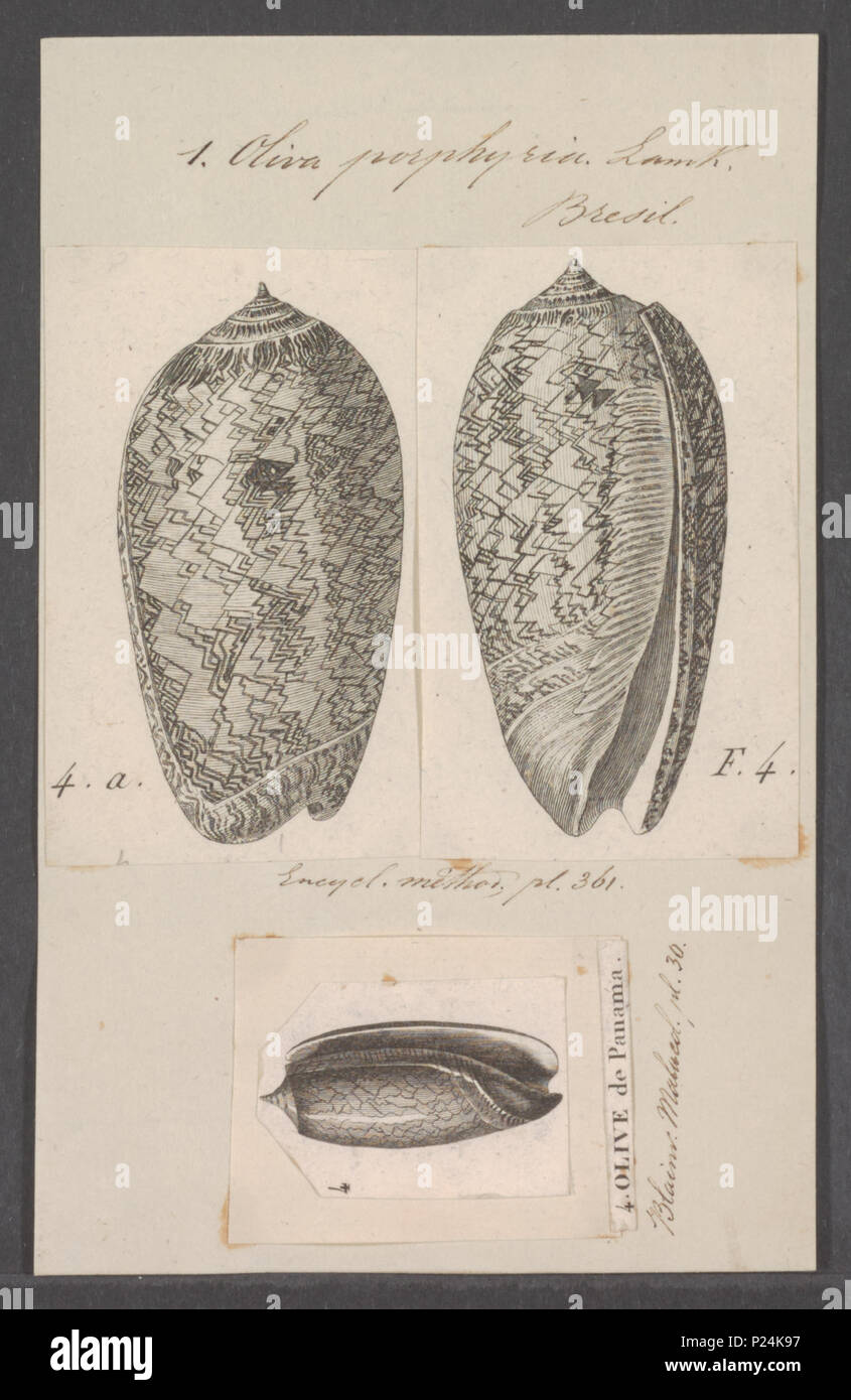 . Oliva Oliva porphyrie porphyrie 211 - - - - Imprimer 2e moitié Zoologica Collections spéciales de l'Université d'Amsterdam - UBAINV0274 087 11 0003 Banque D'Images