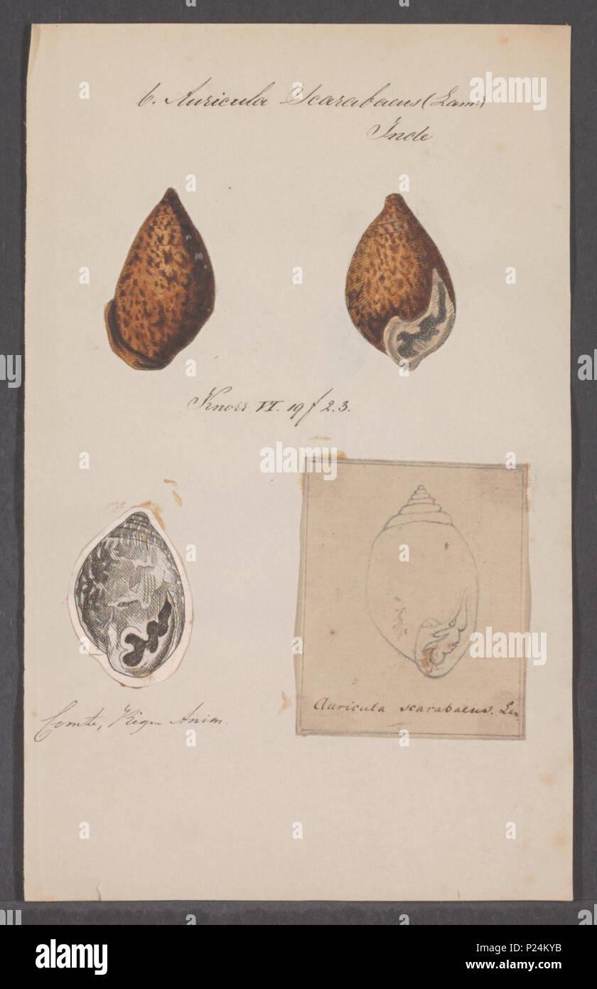 . Pythia scarabaeus syn. Auricula scarabaeus 25 Auricula scarabaeus - - - - Imprimer 2e moitié Zoologica Collections spéciales de l'Université d'Amsterdam - UBAINV0274 088 07 0010 Banque D'Images