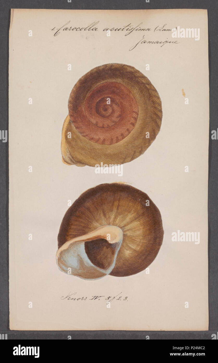 . 52 Carocolla Carocolla acutissima acutissima - - - - Imprimer 2e moitié Zoologica Collections spéciales de l'Université d'Amsterdam - UBAINV0274 089 02 0008 Banque D'Images