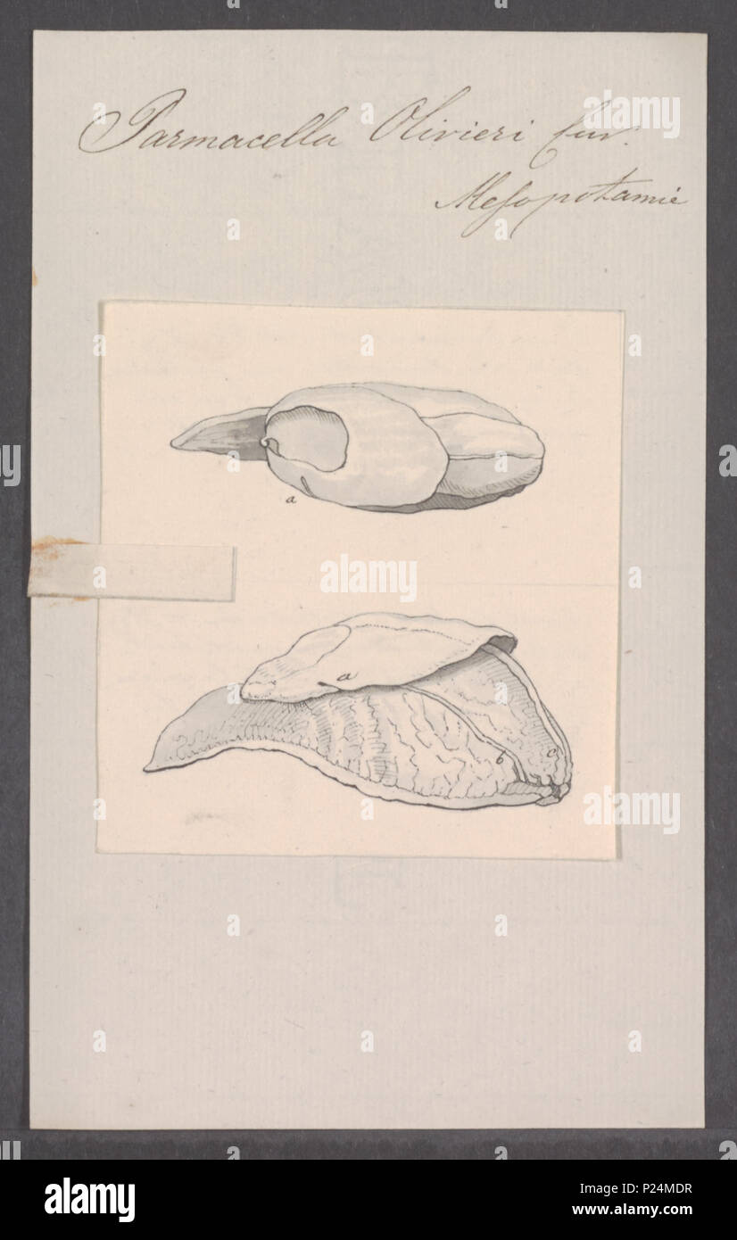 . Parmacella Parmacella olivieri 217 - olivieri - Imprimer - Zoologica 2e moitié - Collections spéciales de l'Université d'Amsterdam - UBAINV0274 089 06 0003 Banque D'Images