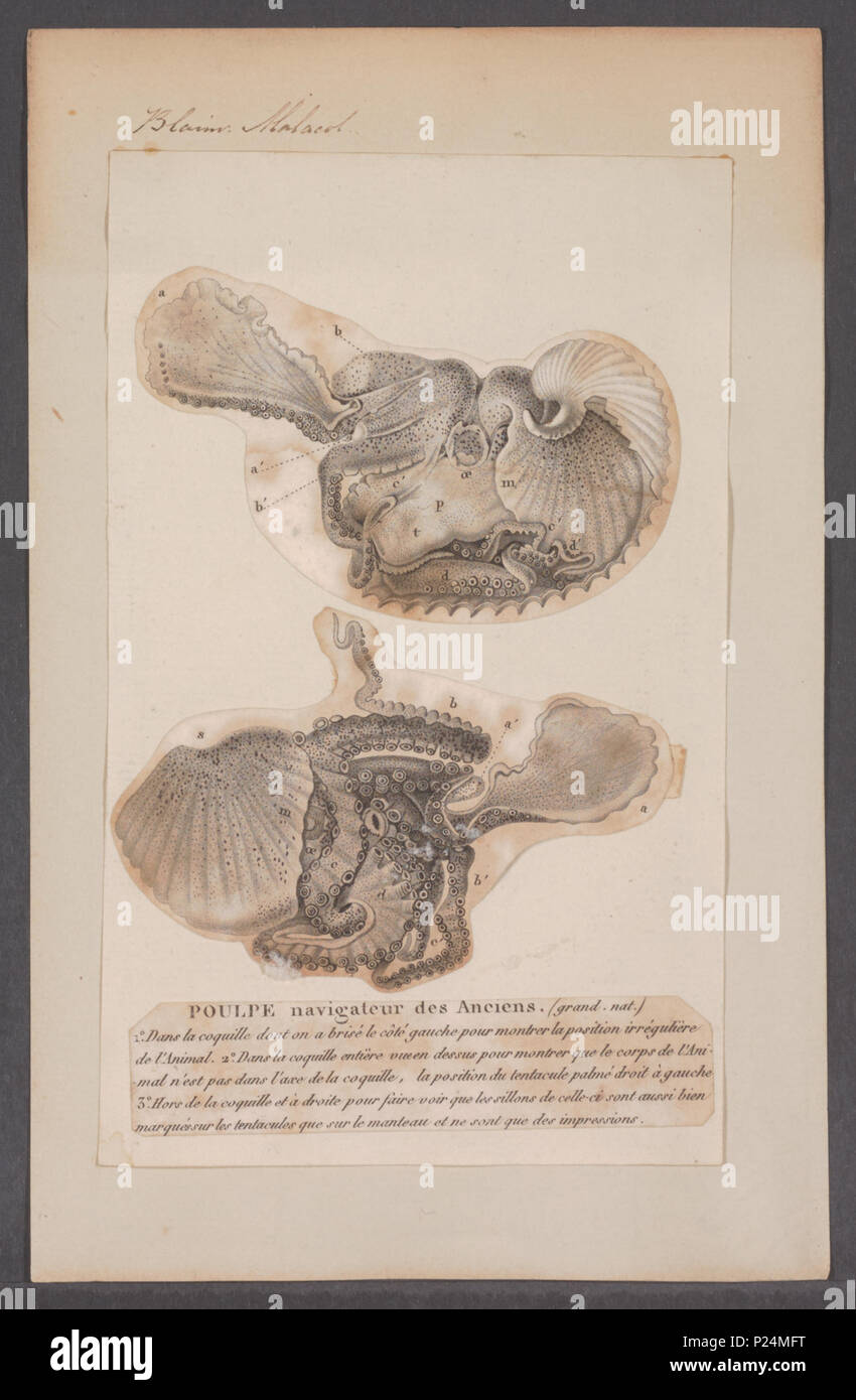 . Argonauta spec. - Ingewanden 22 Argonauta spec. - Ingewanden - - - - Imprimer 2e moitié Zoologica Collections spéciales de l'Université d'Amsterdam - UBAINV0274 090 01 0009 Banque D'Images