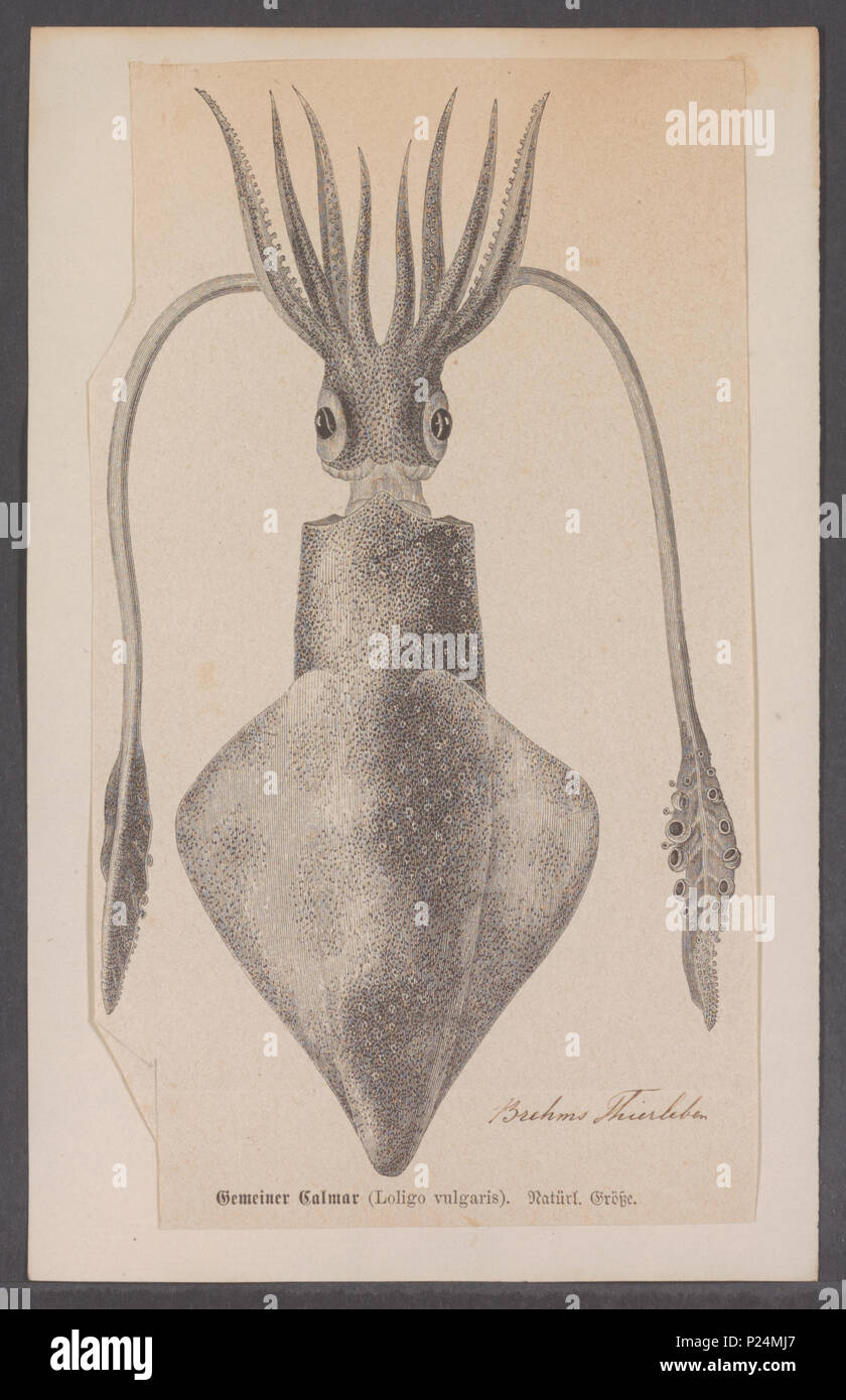 . Loligo vulgaris Loligo vulgaris 177 - - - - Imprimer 2e moitié Zoologica Collections spéciales de l'Université d'Amsterdam - UBAINV0274 090 05 0010 Banque D'Images