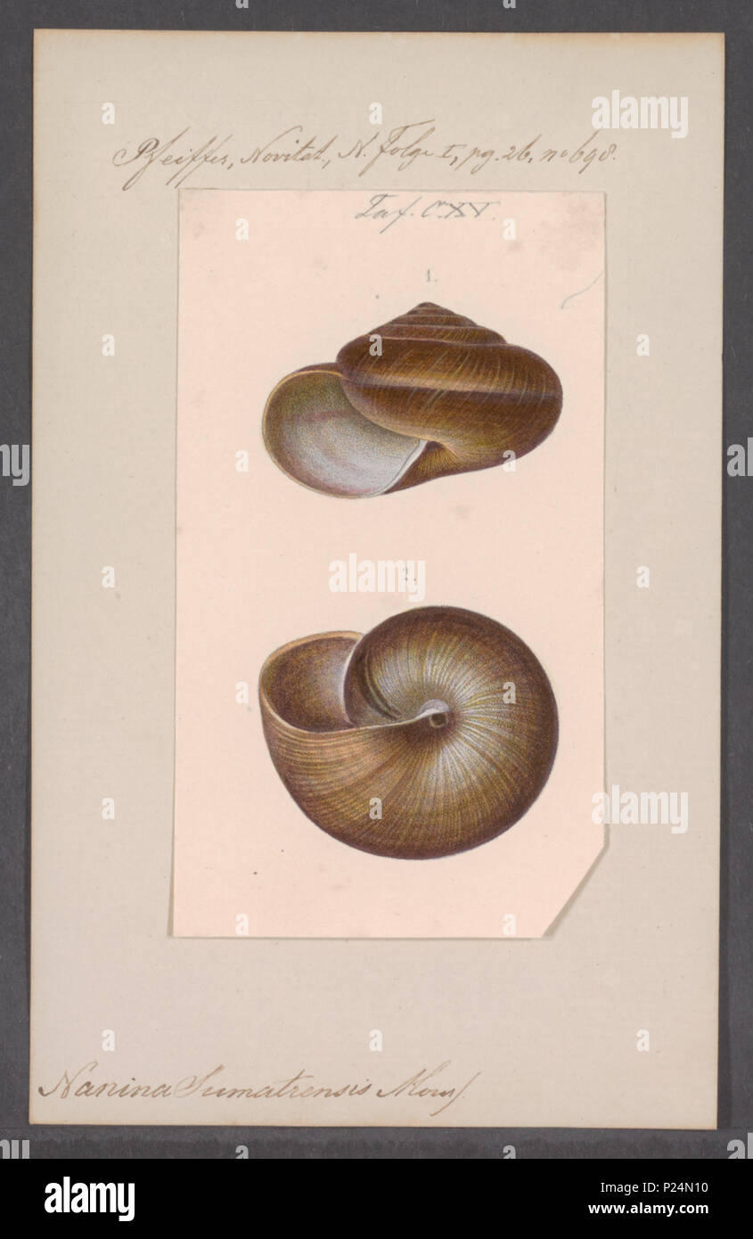 . Nanina sumatrensis sumatrensis Nanina 199 - - - - Imprimer 2e moitié Zoologica Collections spéciales de l'Université d'Amsterdam - UBAINV0274 091 04 0005 Banque D'Images