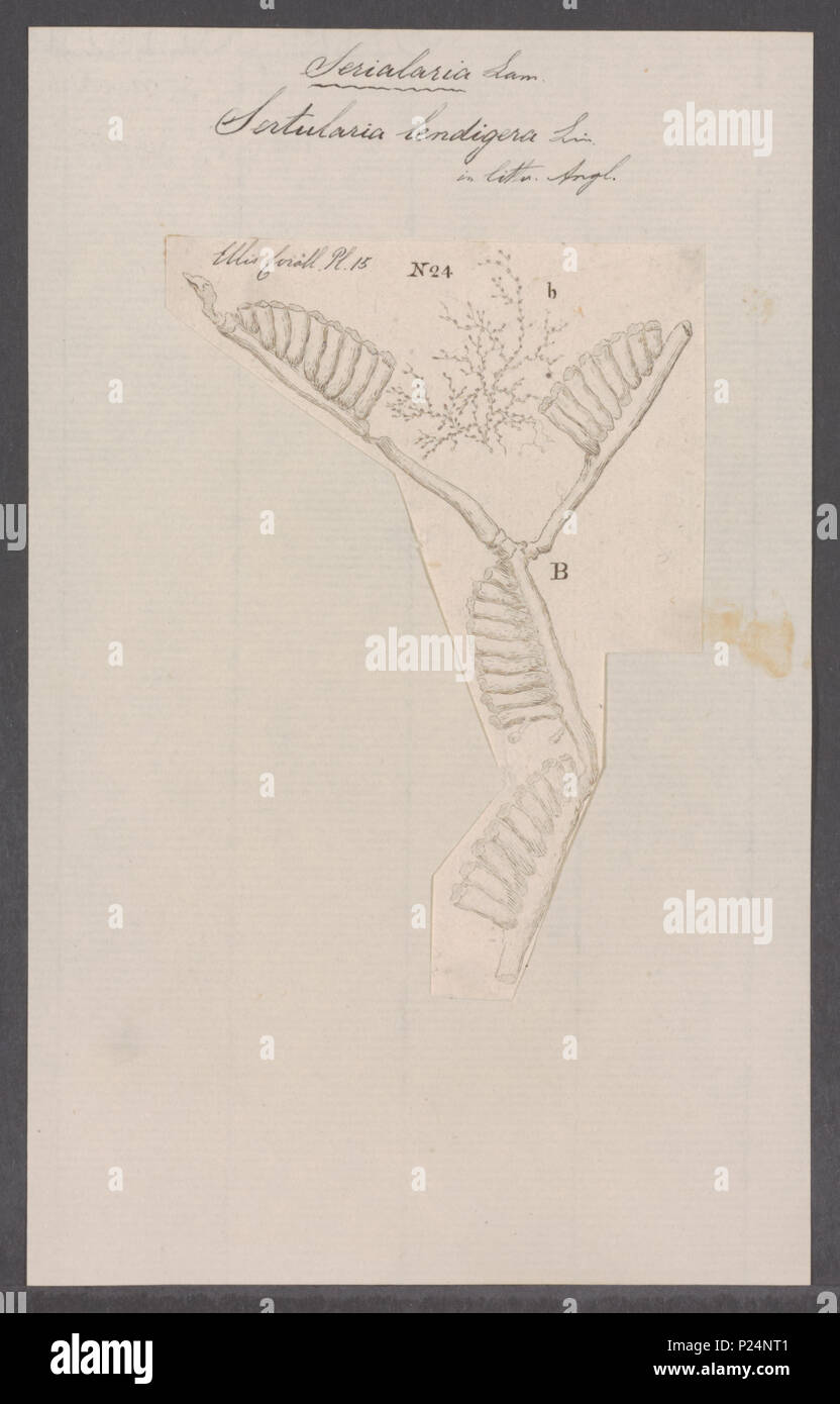 . Lendigera lendigera Sertularia Sertularia 288 - - - - Imprimer 2e moitié Zoologica Collections spéciales de l'Université d'Amsterdam - UBAINV0274 093 13 0004 Banque D'Images