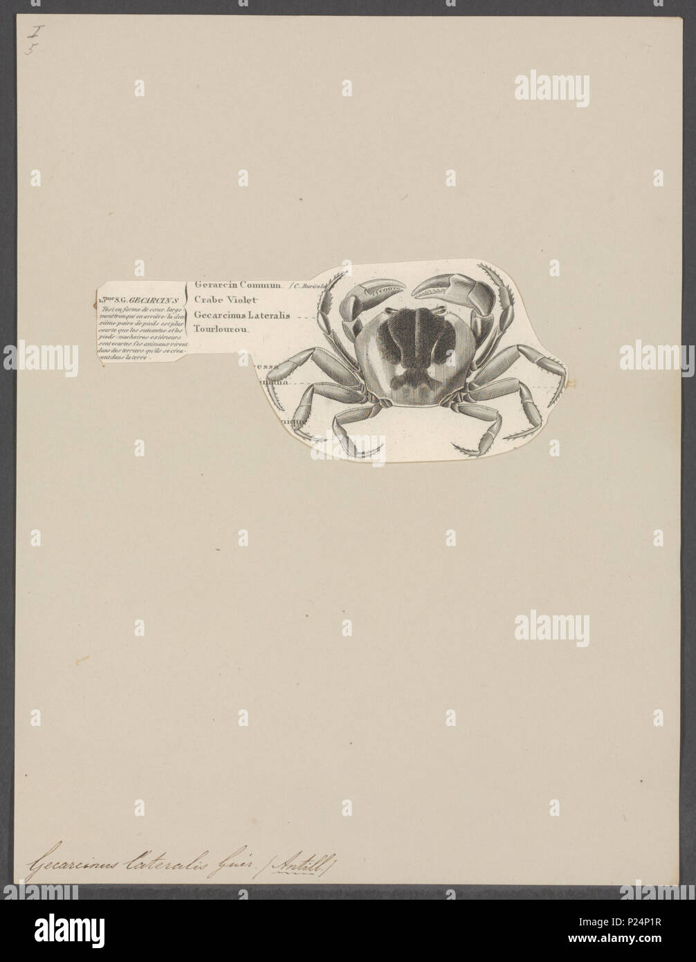 . Gecarcinus lateralis 132 Gecarcinus lateralis - - - - Imprimer 2e moitié Zoologica Collections spéciales de l'Université d'Amsterdam - UBAINV0274 094 10 0007 Banque D'Images