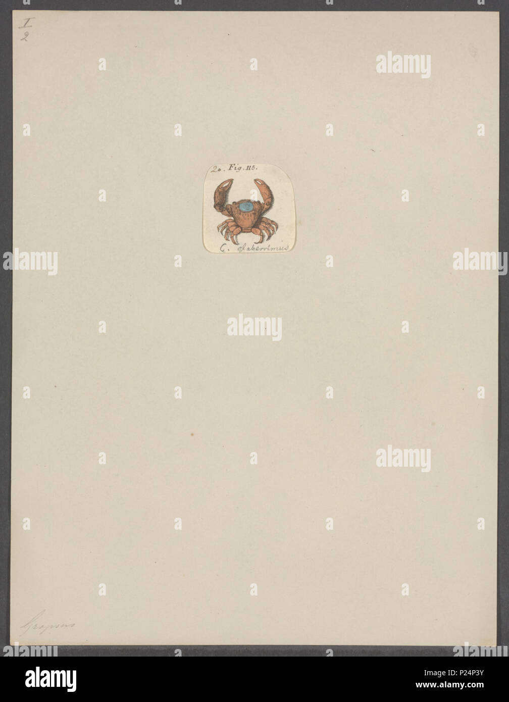 48 glaberrimus - Cancer - Imprimer - Zoologica 2e moitié - Collections spéciales de l'Université d'Amsterdam - UBAINV0274 094 14 0030 Banque D'Images