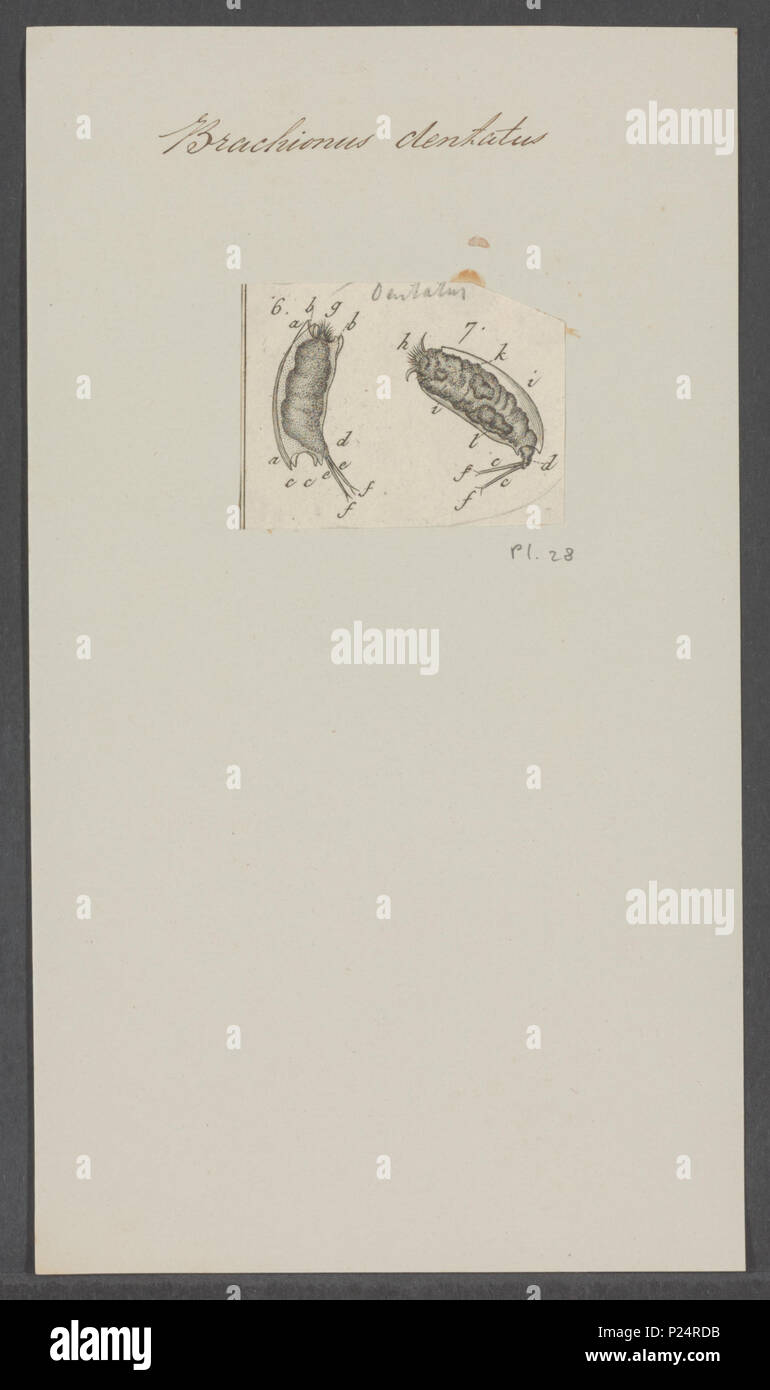 . Brachionus dentatus 43 Brachionus dentatus - - - - Imprimer 2e moitié Zoologica Collections spéciales de l'Université d'Amsterdam - UBAINV0274 101 0036 04 Banque D'Images