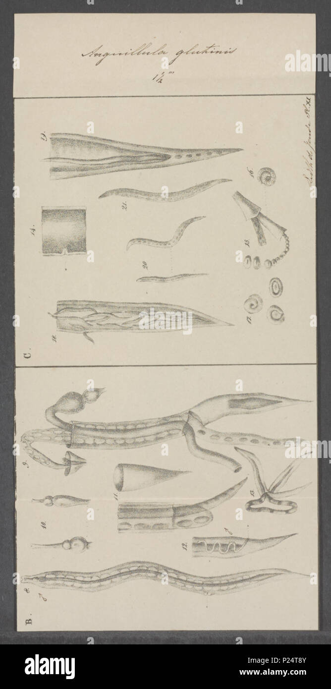 . Anguillula glutinis 18 Anguillula glutinis - - - - Imprimer 2e moitié Zoologica Collections spéciales de l'Université d'Amsterdam - UBAINV0274 104 02 0003 Banque D'Images