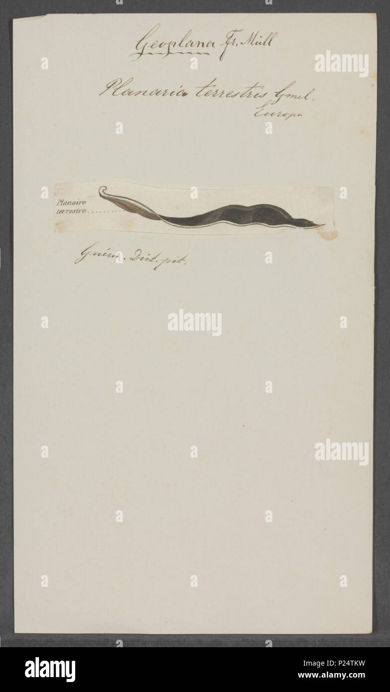 . Planaria terrestris terrestris Planaria 226 - - - - Imprimer 2e moitié Zoologica Collections spéciales de l'Université d'Amsterdam - UBAINV0274 105 09 0034 Banque D'Images