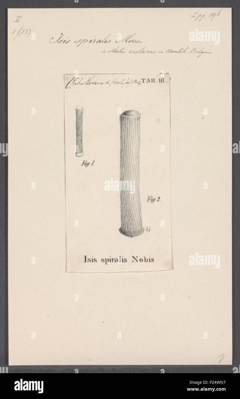 . Isis Isis spiralis spiralis 157 - - - - Imprimer 2e moitié Zoologica Collections spéciales de l'Université d'Amsterdam - UBAINV0274 109 0052 02 Banque D'Images
