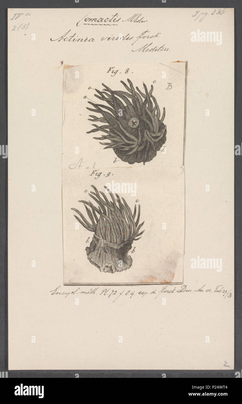 . Anemonia viridis (Forsskål, 1775) (synonyme : Actinia viridis) Actinia 6 viridis - - - - Imprimer 2e moitié Zoologica Collections spéciales de l'Université d'Amsterdam - UBAINV0274 109 05 0008 Banque D'Images