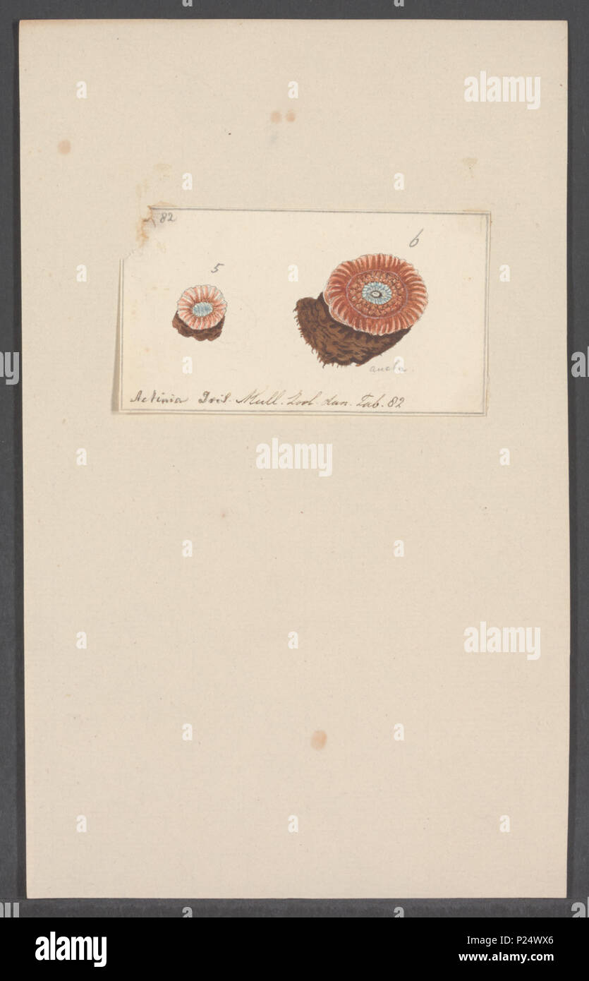 . Actinia iris Müller, 17896 Actinia iris - - - - Imprimer 2e moitié Zoologica Collections spéciales de l'Université d'Amsterdam - UBAINV0274 109 05 0031 Banque D'Images