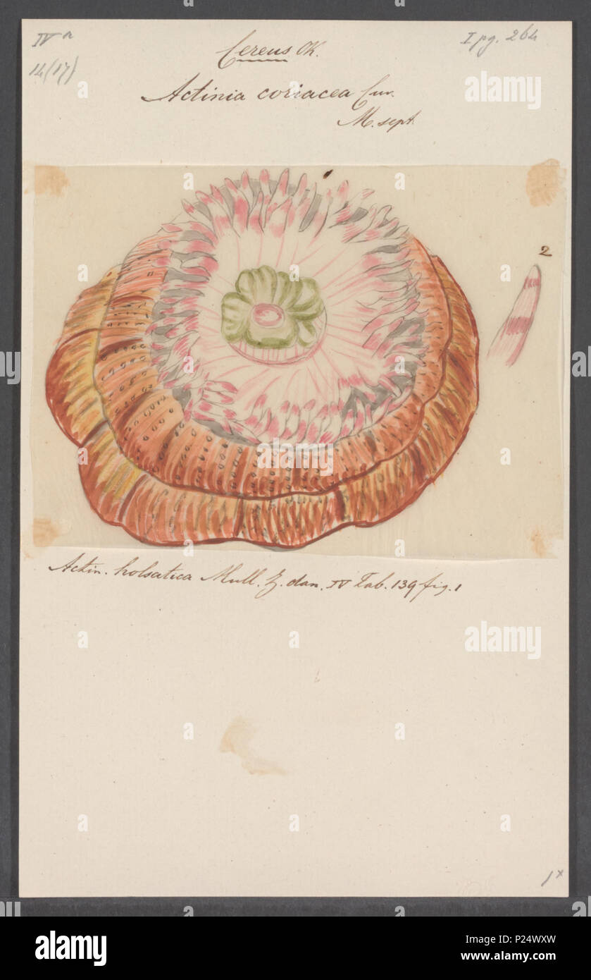 . Urticina coriacea (Cuvier, 1798) (synonyme : Actinia coriacea Cuvier, 1798) 5 Actinia coriacea - - - - Imprimer 2e moitié Zoologica Collections spéciales de l'Université d'Amsterdam - UBAINV0274 109 05 0043 Banque D'Images