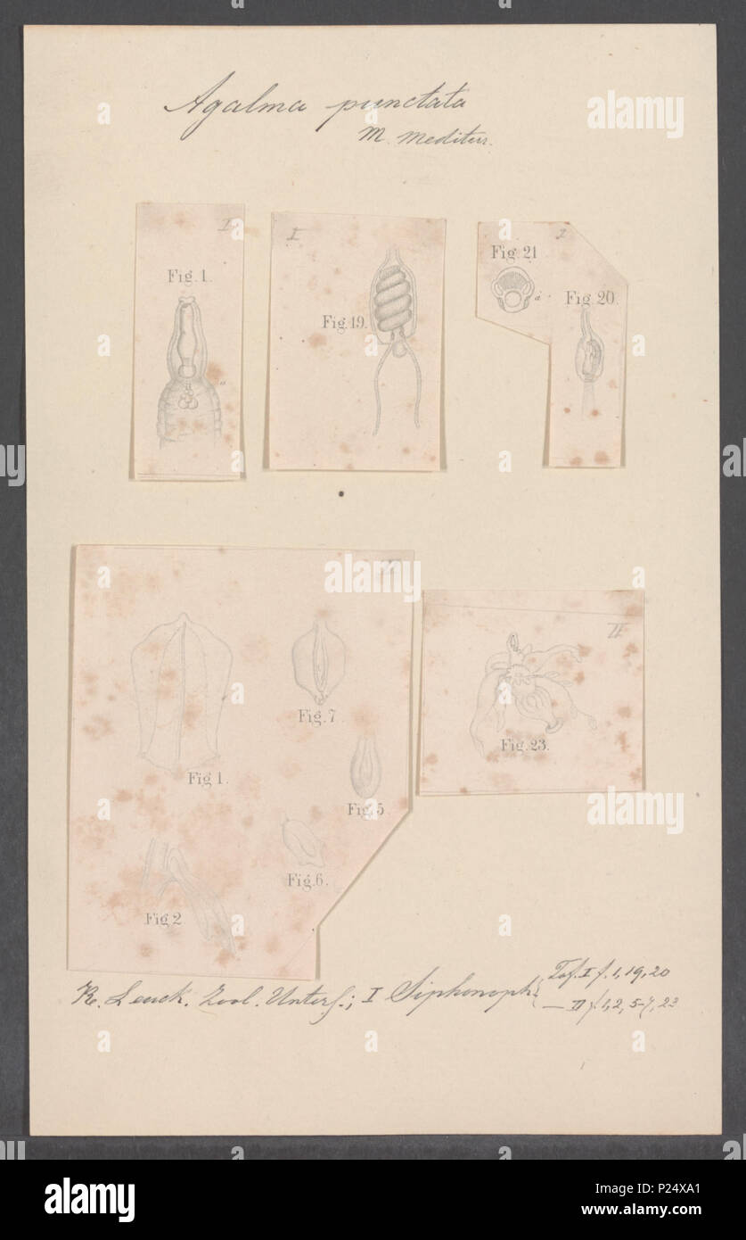 10 Agalma punctata - - - - Imprimer 2e moitié Zoologica Collections spéciales de l'Université d'Amsterdam - UBAINV0274 110 14 0008 Banque D'Images