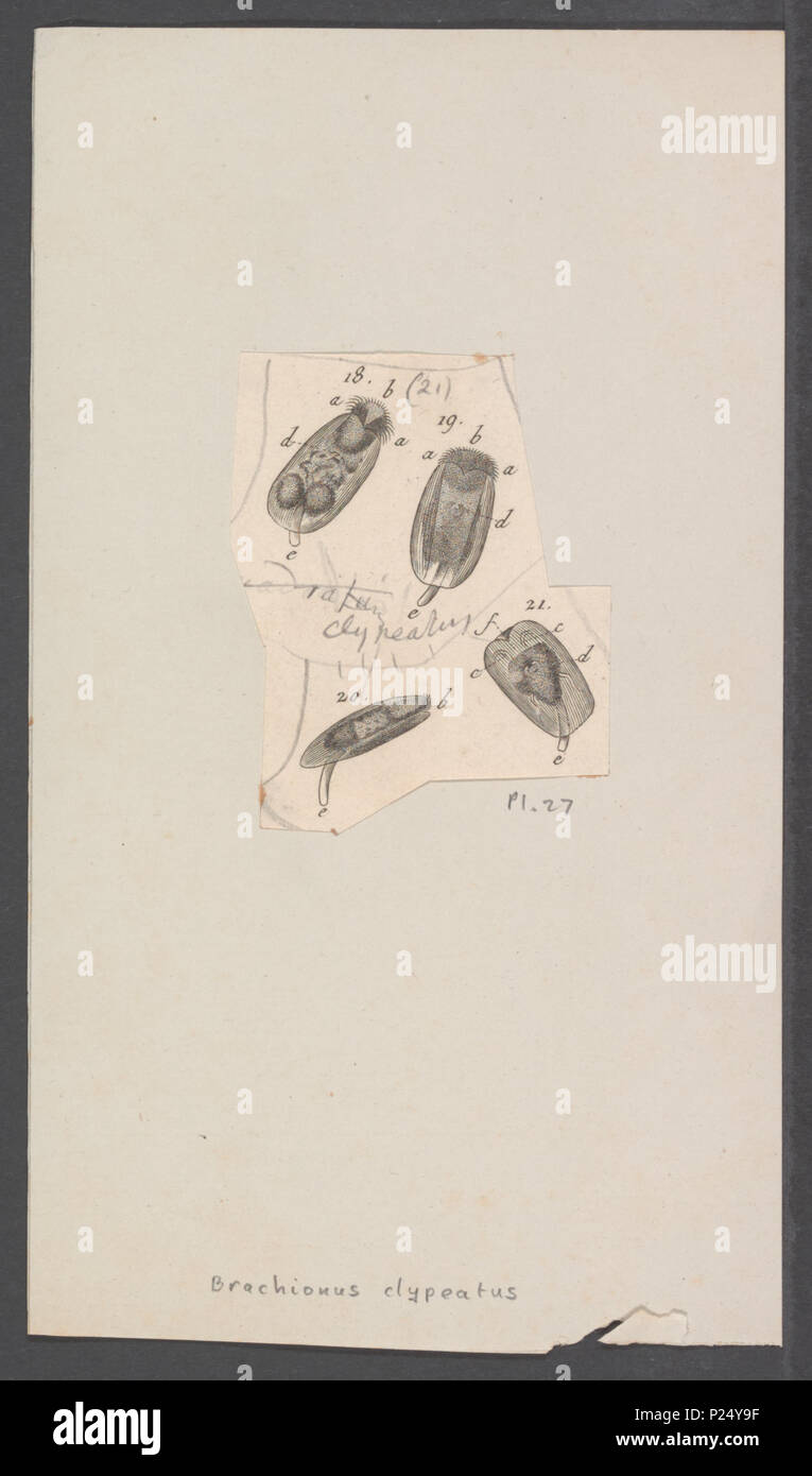 . Brachionus clypeatus 43 Brachionus clypeatus - - - - Imprimer 2e moitié Zoologica Collections spéciales de l'Université d'Amsterdam - UBAINV0274 101 0045 04 Banque D'Images