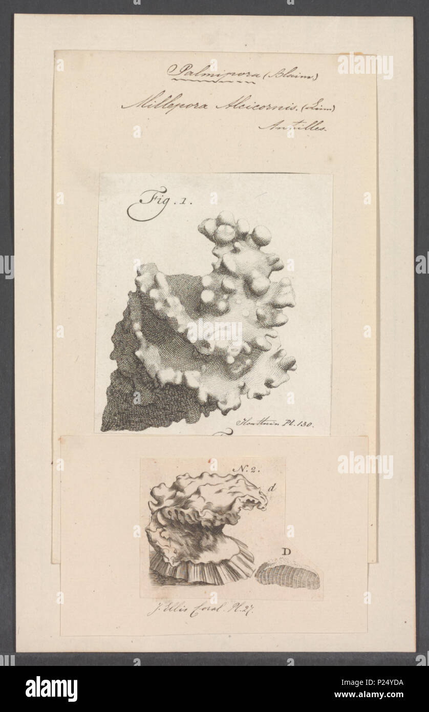 . Millepora alcicornis Millepora alcicornis 194 - - - - Imprimer 2e moitié Zoologica Collections spéciales de l'Université d'Amsterdam - UBAINV0274 111 07 0025 Banque D'Images