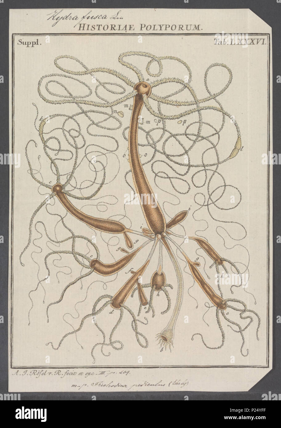 . Hydra Hydra fusca fusca 153 - - - - Imprimer 2e moitié Zoologica Collections spéciales de l'Université d'Amsterdam - UBAINV0274 111 0017 13 Banque D'Images