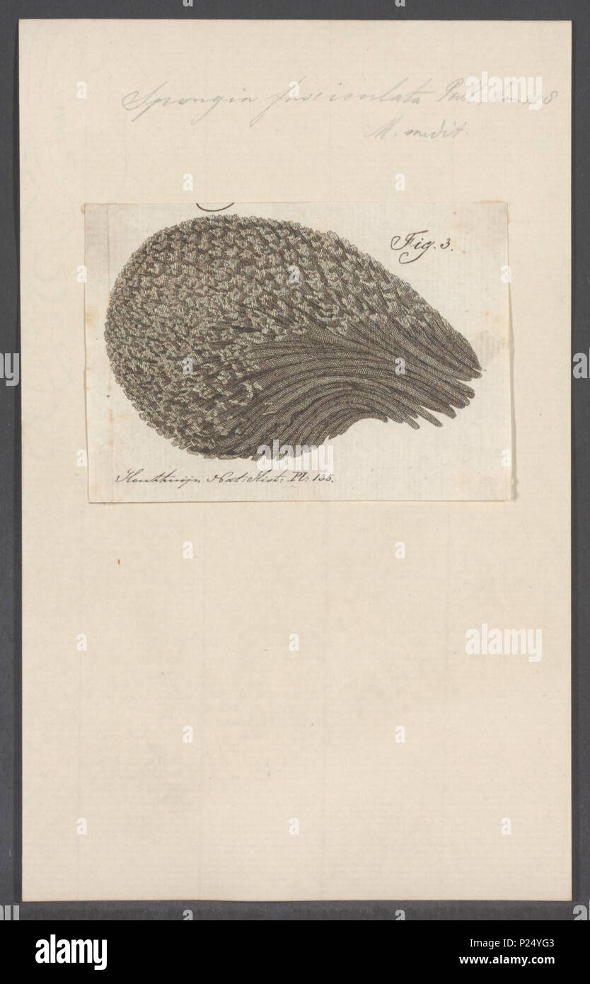 . Spongia fasciculata Spongia fasciculata 295 - - - - Imprimer 2e moitié Zoologica Collections spéciales de l'Université d'Amsterdam - UBAINV0274 112 02 0010 Banque D'Images