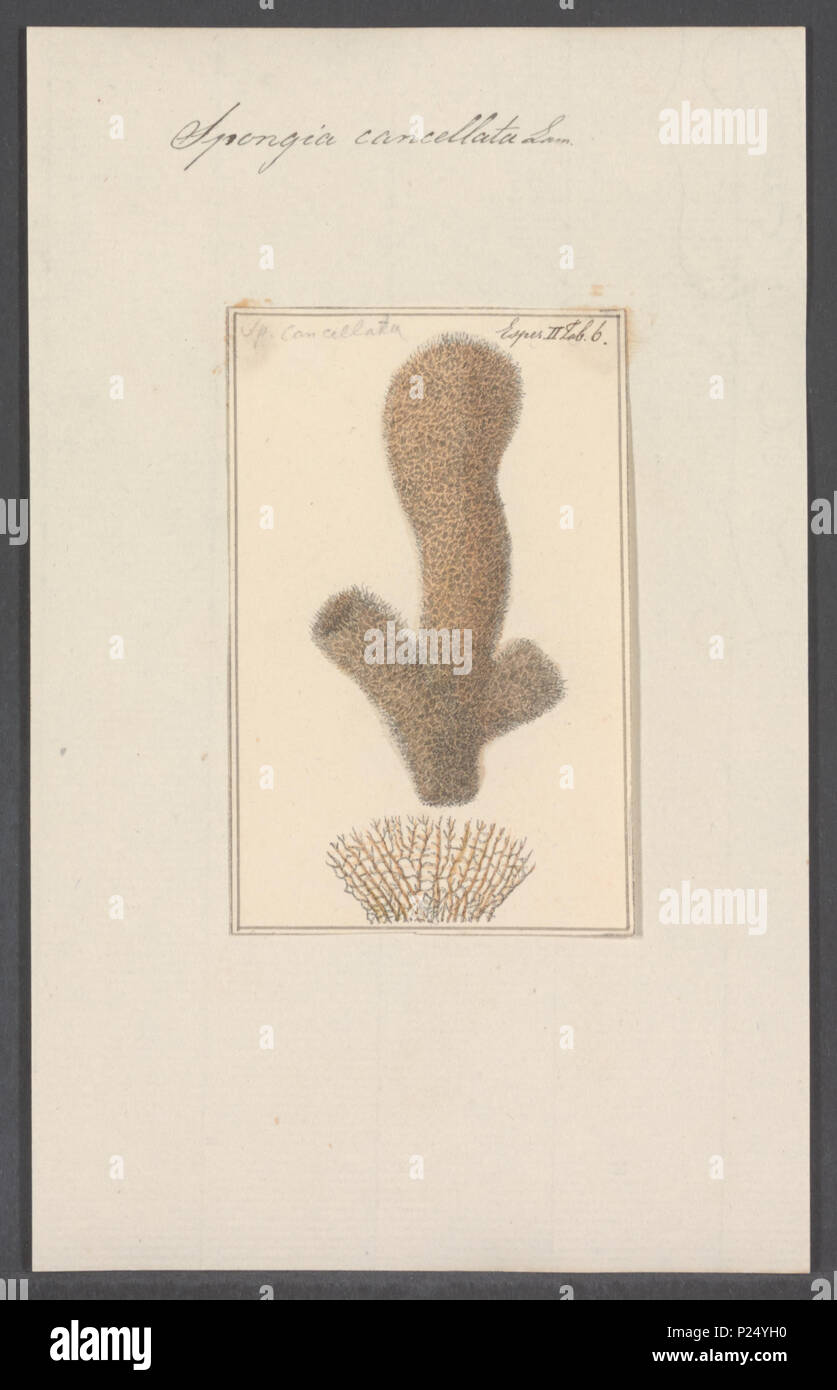 . Spongia cancellata 295 Spongia cancellata - - - - Imprimer 2e moitié Zoologica Collections spéciales de l'Université d'Amsterdam - UBAINV0274 112 0027 02 Banque D'Images